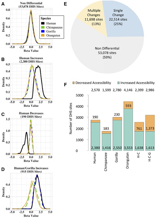 —Classification of DHS sites. Density plots showing the beta values for human (black), chimpanzee (green), gorilla (blue), and orangutan (orange). (A) Nondifferential sites. (B) Chromatin accessibility increases in human. (C) Chromatin accessibility decreases in human. (D) Chromatin accessibility increases in human and gorilla. (E) Pie chart showing the number and proportion of DHS sites that 1) are nondifferential; 2) have accessibility changes likely due to a single event; and 3) have accessibility changes that are due to multiple events. Percentages are of the total number of DHS sites. Not shown: differential DHS sites that could not be classified due to insufficient power. (F) Bar chart showing the relative proportions of increases and decreases in accessibility. Numbers at the top are the total number of DHS sites in each category. Numbers in or just above the orange bar are the number of DHS sites with decreased accessibility. Numbers at the bottom of the green bar are the number of DHS sites with increased accessibility. H–C, Human–chimpanzee internal branch; H–C–G, Human–chimpanzee–gorilla internal branch.