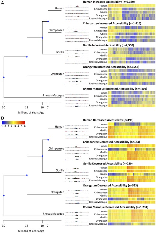 —Chromatin accessibility changes in each species. Phylogenetic tree with divergence dates (to scale). UCSC Genome Browser screenshots of representative DHS sites for (A) increased accessibility and (B) decreased accessibility. Heatmaps of signal are rank-ordered DHS sites based on hierarchical clustering. Signal for the rhesus macaque species is equal to the rhesus macaque beta value. Signal for the non-rhesus macaque species is calculated by adding the rhesus macaque beta value to the species’ beta value.