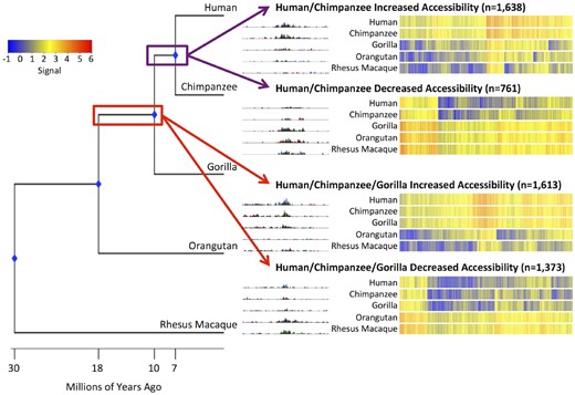 —Internal branch changes in chromatin accessibility. Phylogenetic tree with divergence dates (to scale). UCSC Genome Browser screenshot of a representative DHS site changes that likely occurred before the human–chimpanzee split (top) and human–chimpanzee–gorilla split (bottom). Heatmaps of signal are rank-ordered DHS sites based on hierarchical clustering. Signal for the rhesus macaque species is equal to the rhesus macaque beta value. Signal for the non-rhesus macaque species is calculated by adding the rhesus macaque beta value to the species’ beta value.