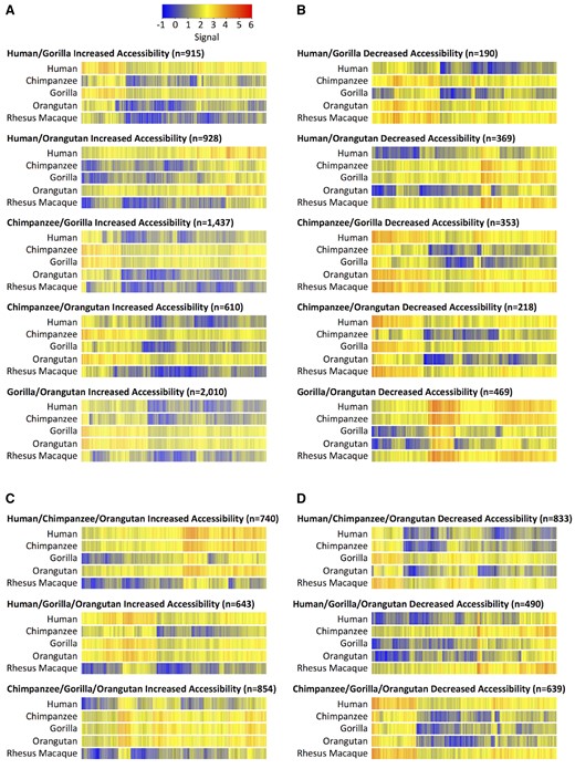 —Changes in chromatin accessibility due to multiple events. Heatmaps of signal are rank-ordered DHS sites based on hierarchical clustering. Signal for the rhesus macaque species is equal to the rhesus macaque beta value. Signal for the non-rhesus macaque species is calculated by adding the rhesus macaque beta value to the species’ beta value. (A) Two species have increased chromatin accessibility relative to rhesus macaque. (B) Two species have decreased chromatin accessibility relative to rhesus macaque. (C) Three species have increased chromatin accessibility relative to rhesus macaque. (D) Three species have decreased chromatin accessibility relative to rhesus macaque.