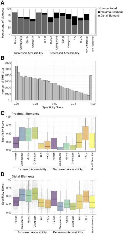 —Chromatin accessibility changes relative to proximal/distal location and cell type specificity. (A) The percentage of proximal elements, distal elements, and unannotated elements for each category of DHS sites. (B) Histogram of specificity scores for DHS sites identified in this study compared with DHS sites detected in 32 different tissue and cell types (Thurman et al. 2012). A high specificity score indicates the DHS site is specific to a small number of cell types. A low specificity score indicates the DHS site is shared across many cell types. The DHS site categories are separated into proximal elements (C) and distal elements (D). H–C, human–chimpanzee internal branch; H-C-G, human–chimpanzee–gorilla internal branch.