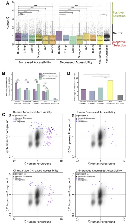—Effect of natural selection on increases and decreases in chromatin accessibility. (A) Distribution of the ratio of evolution ζ (zeta) in the human branch for DHS sites. The dashed green line depicts the critical value where the human zeta value becomes significant (P < 0.05). Zeta values around 1 are expected to be neutral and below 1 are expected to be constrained. (B) Percentages of DHS sites that are significant for positive selection (P < 0.05). Each DHS site was tested with three different foregrounds: human, chimpanzee, and gorilla. (C) Scatterplots of zeta values for DHS sites with significant positive selection on the human branch (purple diamond), the chimpanzee branch (blue cross), or both the human and chimpanzee branches (black solid circle). Zeta values for the human branch are on the x-axis and zeta values for the chimpanzee branch are on the y-axis. The kernel density depicts nonfunctional sites. (Top left) increased accessibility in human. (Top right) decreased accessibility in human. (Bottom left) increased accessibility in chimpanzee. (Bottom right) decreased accessibility in chimpanzee. (D) Percentages of DHS sites that are highly constrained (median vertebrate PhastCons > 0.9). H–C, human–chimpanzee internal branch; H-C-G, human–chimpanzee–gorilla internal branch. ***P-value < 0.001; **P-value < 0.01; *P-value < 0.05; #P-value < 0.1.