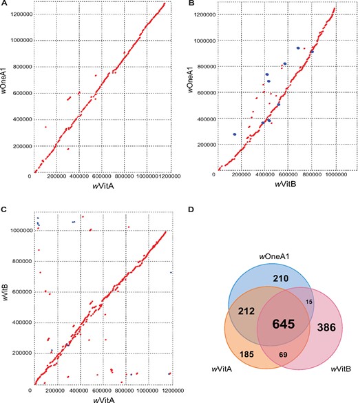 —Comparative genomic analysis of wOneA1, wVitA, and wVitB genomes. (A) Dot plot showing comparison between wOneA1 and wVitA genomes, red for a forward match and blue for a reverse match; (B) Dot plot showing comparison between wOneA1 and wVitB genomes; (C) Dot plot showing comparison between wVitA and wVitB genomes; (D) Venn Diagram showing comparison of genes and pseudogenes in wOneA1, wVitA and wVitB.