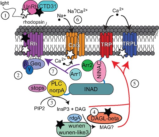 —Speculative model of the lepidopteran phototransduction cascade. Most lepidopteran vision genes are single-copy orthologs of D. melanogaster genes except in chromophore binding, photoisomerization, and diacylglycerol metabolism. 1) Light activates rhodopsin by a conformational change of the chromophore from 11-cis 3-hydroxyretinal to all-trans. The chromophore is transported by Hme CTD31 and photoisomerized from all-trans 3-hydroxyretinal to 11-cis by the unclassified opsin (UnRh), orthologs of which are not found in D. melanogaster. 2) Gαq is released from a G-protein complex of three subunits (α, β, and γ) and activates phospholipase C (PLC). 3) PLC hydrolyzes PIP2 to produce inositol 1,4,5-trisphosphate (InsP3) and diacylglycerol (DAG). 4) Diacylglycerol lipase (DAGLβ) hydrolyzes DAG to produce MAG. In D. melanogaster, DAGLα (inaE) hydrolyzes DAG. DAG levels are also regulated by rdgA and, perhaps, wunen or wunen-like 3. In D. melanogaser, lazaro plays the latter role. 5) DAG and MAG may activate TRP and TRPL by a mechanism that has not been established. A signaling complex that includes TRP and PLC is coordinated by INAD. 6) Na+/Ca2+ exchanger channel (Calx) pumps Ca2+ out of the photoreceptor cell. 7) Arrestin 1 and 2 bind rhodopsin to terminate the cascade with Arrestin 2 as the dominant arrestin in both D. melanogaster and butterflies. INAD and NinaC bind to each other, and both bind calmodulin, to accelerate arrestin binding rhodopsin. STOPS is another protein that terminates phototransduction. Black stars signify differences in phototransduction between D. melanogaster and Lepidoptera due to gene duplication. White stars represent differences in relative expression of UnRh, Rh7, and Calx between moths and butterflies, and in trp and trpl between flies, moths, and butterflies. Further description of these genes can be found in supplementary Table S11, Supplementary Material online.