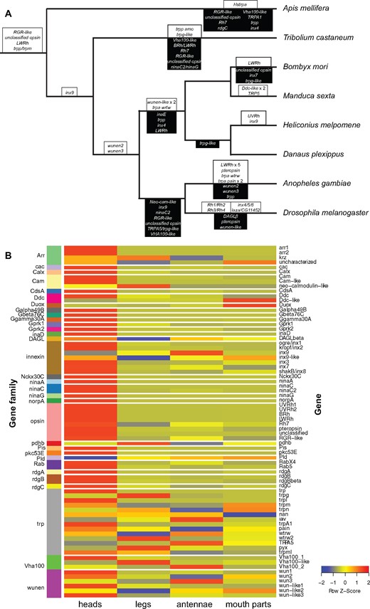—Phototransduction gene gains, losses, and expression. Most changes across the insect phylogeny occur in the opsin and trp gene families. (A) Insect phylogeny showing gains in white boxes above branches and losses in black boxes below branches. (B) Heatmap of expression of genes orthologous to D. melanogaster phototransduction genes in Heliconius melpomene heads, antennae, legs, and mouth parts. Red signifies high expression while blue signifies low expression. Gene names are listed on the right while gene family names are listed on the left and assigned a different block color per gene family. Most vision-related genes have elevated expression in the butterfly head.
