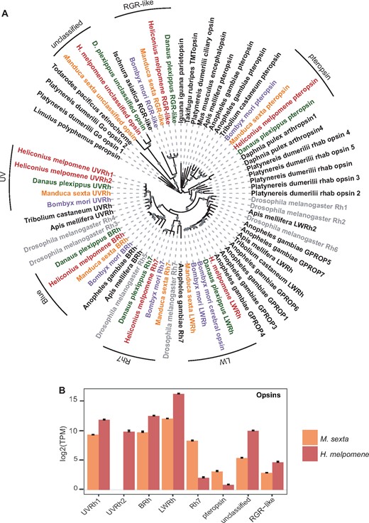—Insect opsin phylogeny and opsin gene expression in a moth and butterfly. Lepidopterans have two opsin genes related to squid retinochrome, unclassified and RGR-like, not found in D. melanogaster. (A) Opsin phylogenetic tree generated using amino acid sequences from Kanost et al. (2016) and from Heliconius melpomene and Danaus plexippus. D. melanogaster is in gray while lepidopteran species are in different colors, Bombyx mori (purple), Manduca sexta (orange), D. plexippus (green), and H. melpomene (red). Maximum-likelihood tree was generated using opsin amino acid sequences from 17 species with an LG+G + I+F model. Lepidopteran opsin clades are indicated by black labeled arcs. (B) Expression of opsin genes in M. sexta heads (n = 8, orange) and H. melpomene heads (n = 8, red) measured using RNA-Seq. The y axis is in transcripts per million on a log2 scale. Bars indicate standard errors.