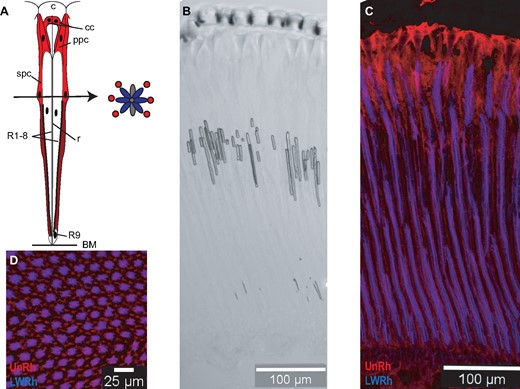 —Immunohistochemistry of a butterfly retinochrome, unclassified opsin (UnRh). UnRh is expressed in several kinds of cells found in the distal retina but not in photoreceptor cells. (A) Drawing of a butterfly ommatidium showing the cornea (c), crystalline cone (cc), rhabdom (r), photoreceptor cells (R1-9), primary pigment cells (ppc), secondary pigment cells (spc), and basement membrane (bm) based on Kolb (1985). Red represents areas where UnRh expression is detected, dark red indicates where the cell presumably narrows and staining is not as bright. A drawing of a cross section shows cells R1-8, blue cells represent LWRh staining and red circles represent UnRh staining. (B) Brightfield image of a longitudinal section of a Heliconius melpomene eye showing the anatomy of each ommatidium and an intact cornea. (C) Fluorescent image of the same section stained for opsins using rabbit anti-LWRh (blue) and guinea pig anti-UnRh (red) antibodies. (D) Transverse section stained for opsins LWRh (blue) and UnRh (red).