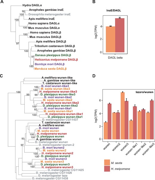—Molecular evolution and expression of DAGL and lazaro/wunen. In lepidopterans, orthologs of Drosophila melanogaster DAGLα and lazaro are missing. Other gene family members may be playing a similar role in lepidopterans. (A) DAGL phylogenetic tree generated using amino acid sequences from eight insect genomes and Homo sapiens and M. musculus. Phylogenetic label colors follow those of figure 3. (B) Expression of DAGL genes in Manduca sexta heads (n = 8) and Heliconius melpomene heads (n = 8). (C) Wunen phylogenetic tree generated using amino acid sequences from eight insect genomes. (D) Expression of wunen genes in M. sexta heads (n = 8, orange) and H. melpomene heads (n = 8, red) measured using RNA-Seq. The y axis is in transcripts per million on a log2 scale. Bars indicate standard errors.