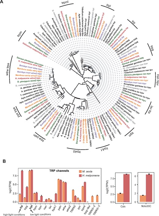 —Phylogeny and expression of the transient receptor potential (trp) cation channel gene family. Lepidopterans have a duplication of the wtrw trpa gene and Manduca sexta has a duplication of TRPA5. Expression of trp is ∼50× less than trpl in M. sexta, a lepidopteran which is active under dim light conditions. (A) Trp phylogenetic tree generated using amino acid sequences inferred from eight insect genomes using a WAG+G + F model. Lepidopteran trp clades are indicated by black labeled arcs. Phylogenetic label colors follow those of figure 3. (B) Expression of trp, Calx, and Nckx30C genes in M. sexta heads (n = 8) and Heliconius melpomene heads (n = 8) measured using RNA-Seq. The y axis is in transcripts per million on a log2 scale. Bars indicate standard errors. Trp and trpl shown in bold are used in high light and low light conditions, respectively, indicated by arrows.