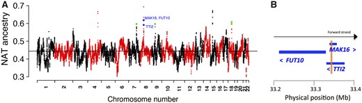 —Mean local Native-American ancestry along the genome. (A) Green dots represent SNPs with significant deviations in the mean local Native-American ancestry over the genome-wide mean in the whole cohort and in controls considered separately, but not in cases considered separately. Blue dots pinpoint the strongest hits (P = 1.3 × 10−9), which are associated with the MAK16/FUT10/TTI2 gene cluster of chromosome 8. The black horizontal line represents the genome-wide mean of the local Native-American ancestry of the complete cohort. (B) Simple representation of the genetic map of the MAK16/FUT10/TTI2 gene cluster (for a detailed genetic map see supplementary fig. 6, Supplementary Material online). The light brown vertical frame shows the overlapping of regions between MAK16 and TTI2. Blue arrowheads indicate the transcriptional orientation of the genes.