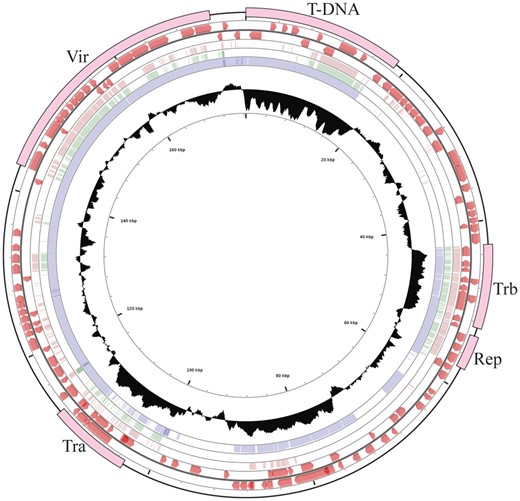 —Schematic circular map of Ti-plasmid pTiEU6. Circle ranges from 1 (outer circle) to 6 (inner circle). Circle 1, location of T-DNA, tra, trb, rep, and vir operons; Circles 2 and 3, predicted open reading frames on the plus strand and minus strand, respectively; Circles 4, 5, and 6, coordinated mapping of Ti-plasmids pTiBo542, pTiAch5, and pTiC58 against reference pTiEU6, respectively; Circle 7, G + C content percentages, median line represents the average GC content of the entire sequence. Single nucleotide based identities were expressed as height of the circles from blank to filled to represent 0-100% identity.