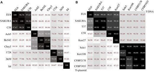 —Heatmap of average nucleotide identity (ANI) values. The ANI values between the query sequence and the reference sequence were calculated by the Perl script (Konstantinidis and Tiedje 2005) and visualized by Heatmapper (Babicki et al., 2016). (A) The ANI values of representative Ti-plasmids. (B) The ANI values of pTiEU6 and sequenced nopaline Ti-plasmids. The ANI values of T-DNA were shown in the upper right part and those of whole Ti-plasmids were present in the lower left part.
