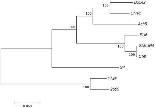 —Phylogenetic tree constructed from alignments for concatenated nucleotide sequences of the genes virD2, repC, traR/M, and trbE using the MEGA7.0 software. The topological structures of each tree are built and confirmed by ML and NJ methods. Bootstrap values from 1,000 replicates are located next to the branches and the evolutionary distances were computed with the Poisson correction. The scale bar represents the nucleotide substitutions rate units.