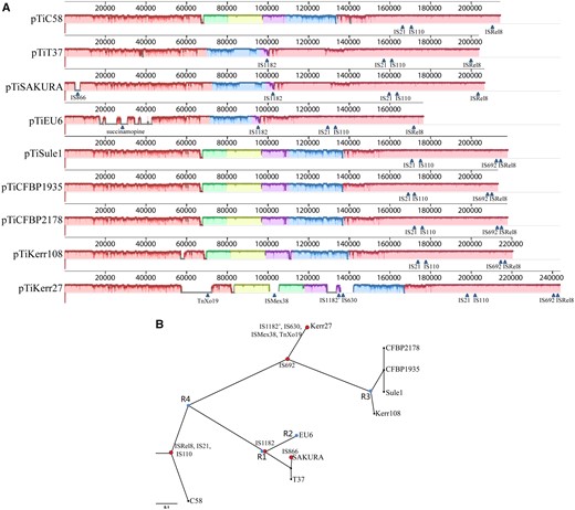 —(A) Schematic comparison of pTiEU6 and all sequenced nopaline Ti-plasmids. ProgressiveMauve (Darling et al., 2010) was used to generate pairwise alignments with default parameters and the single nucleotide based similarities were expressed as height of the panels from blank to filled to represent 0-100% similarity. Different colored blocks represent conserved regions and arrows indicate the site of transposons. (B) Core SNPs analysis. SNP-based phylogenetic tree of pTiEU6 and nopaline Ti-plasmids was visualized using FigTree v1.4.3 software (Rambaut, 2018). Core SNPs were identified by the kSNP3.0 program (Gardner et al., 2015). Red nodes represent the insertion of transposable elements. Blue nodes R1, R2, R3, and R4 represent DNA recombination events leading to exchanges in the area between rep and tra operon (R1), opine synthesis and catabolism area (R2), the area containing genes 6a and 6b (R3), and the area of tra operon containing genes traG/D/C/A (R4). The R4 event followed the insertion of three transposable elements ISRel8, IS21 and IS110, which are present in all nopaline Ti-plasmids. Later the R2 event took place after the acquirement of IS1182. Whether the recombination events R1 and R3 coincided or not in line with the acquirement of IS1182 and IS692, respectively, cannot be deduced from the data. The scale bar represents the nucleotide substitutions rate units.