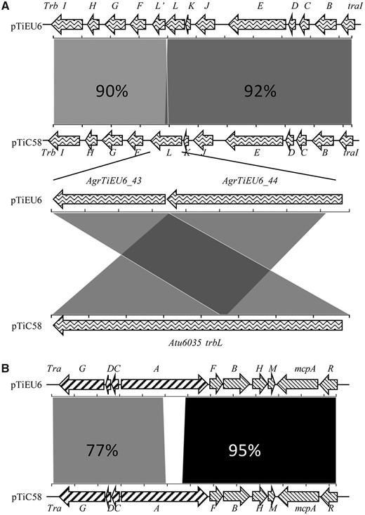 —Schematic comparison of the tra and trb operons of pTiEU6 with those of pTiC58. The alignment was calculated using the Blast 2.2.31+ algorithm (NCBI) at nucleotide level and visualized by the web-tool Kablammo (Wintersinger and Wasmuth, 2015). The arrows represent genes in pTiEU6 at the top and in pTiC58 at the bottom, respectively. The identity values of each single gene at amino acid level are present in supplementary table S2, Supplementary Material online.