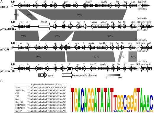 —(A) Structure of T-DNAs of pTiEU6 and nopaline pTiC58, pTiKerr108, and pTiSAKURA. Locations of open reading frames are shown by arrows. The pairwise alignments were calculated using the BlastN algorithm and visualized by the web-tool Kablammo (Wintersinger and Wasmuth, 2015). (B) Multiple sequence alignments of T-DNA right border repeats from pTiEU6 and nopaline Ti-plasmids were generated by WebLogo and a consensus is shown.