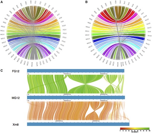 Whole-genome alignments of assemblies. (A) Whole-genome alignment between new MG assembly and a previous Illumina-based FG assembly. (B) Whole-genome alignment between new MG assembly and X. maculatus genome assembly (Xm). Links are colored by chromosome, with between-chromosome and unplaced scaffold links colored gray. (C) Genome alignment of LG12 between the two guppy assemblies and chromosome 8 on X. maculatus. Color denotes percent similarity of links (see legend).