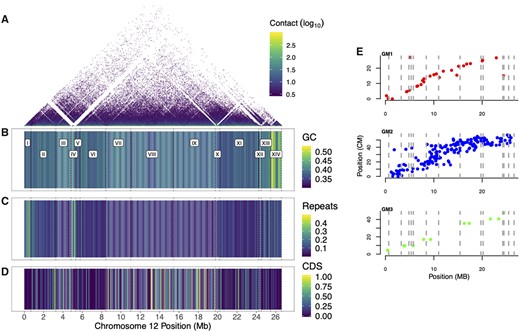 Assembly of LG12 from the MG, with each contig being delineated with dashed lines. (A) Hi-C contact, (B) percentage GC content, (C) percentage repeat content, (D) percentage of CDS (B–D in 50-kb windows), (E) Genetic linkage maps along LG12, with each marker’s position shown on the MG genome in centimorgans (cM) for GM1, GM2, and GM3.