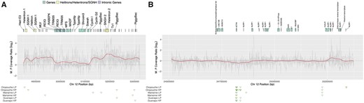 Detailed investigation of candidate regions on LG12 that are fully sex-linked. (A) Region 4.8–5.2 Mb, (B) region 24.5–25.4 Mb. Gray represents each population’s male/female coverage ratio, red the mean coverage ratio. Gene annotations are shown above as blocks above, male-specific contigs for each population are shown in green triangles below.