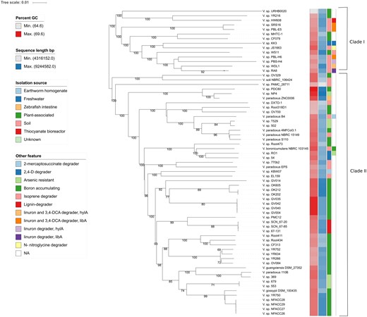 —GBDP phylogenomic analysis of the Variovorax whole-genome sequence data set. The branch lengths are scaled in terms of GBDP distance formula d5. The numbers above branches are GBDP pseudo-bootstrap support values from 100 replications, with an average branch support of 80.6%. Leaf labels are further annotated by their genomic G + C content, genome sequence length, phenotypic attributes, and origin of isolation. The two Variovorax clades are indicated.