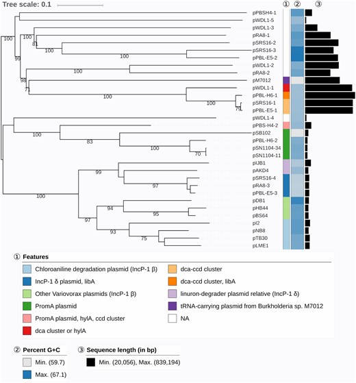 —GBDP phylogenomic analysis of Variovorax plasmids and relevant relatives. The branch lengths are scaled in terms of GBDP distance formula d6. The numbers above branches are GBDP pseudo-bootstrap support values from 100 replications, with an average branch support of 91.3%. Leaf labels are further annotated by their genomic G + C content, length as well as special attributes. NCBI accession numbers of previously reported plasmid sequences: pM7012 (NC_022995.1), pSB102 (AJ304453.1), pSN1104-34 (AP018708.1), pSN1104-11 (AP018707.1), pIJB1 (JX847411.1), pAKD4 (GQ983559.1), pDB1 (JQ436721.1), pHB44 (KU356988.1), pBS64 (KU356987.1), pL2 (JF274989.1), pNB8 (NC_019264.1), pLME1 (NC_019263.1), and pTB30 (NC_016968.1).