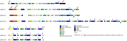 —Genomic context of linuron-catabolic genes in strains SRS16, PBL-H6, RA-8, and PBL-E5. On the upper panel, the dca and ccd clusters on plasmids pPBL-E5-1, pSRS16-1, and pPBL-H6-1 as well as the Delftia acidovorans plasmid pLME1 are illustrated, together with flanking genes and genes directly neighboring each IS1071 element. In the lower panel, the libA gene-associated IS1071 elements are illustrated for pPBL-H6-1, pPBL-E5-3, pSRS16-4, and pRA8-3. The backbone genes flanking the IS1071 insertion sites are annotated on the figure. IS1071 IRs and DRs are indicated by red and green arrow points, respectively. Broken arrows indicate ORFs which were truncated by immature stop codons, caused by point mutations.