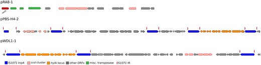 —Genomic context of linuron-catabolic genes in strains WDL1, RA8, and PBS-H4. The hylA and ccd loci on the plasmids pPBS-H4-2, pWDL1-1, and pRA8-1, as well as flanking genes are illustrated. Broken arrows indicate ORFs which were truncated by immature stop codons, due to point mutations. IS1071 inverted repeats (IR) are indicated by the red arrow points. Non-catabolic ORFs as well as hypothetical genes are indicated in gray.
