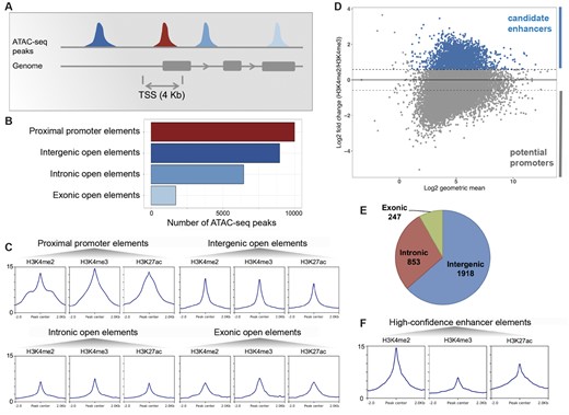 Identification of a high-confidence set of Hydra regulatory regions using ATAC-seq and ChIP-seq data. (A) Distribution of open-chromatin elements based on their genomic locations. (B) The 27,137 replicated ATAC-seq peaks found in one or more samples were classified based on overlap with gene loci. The proximal promoter regions were defined as regions within 2 kb of start of genes. (C) Enrichment of H3K4me2, H3K4me3, and H3K27ac histone modifications normalized signals at each type of open-chromatin elements. (D) About 3,018 open-chromatin elements (blue) with at least 50% higher H3K4me2 than H3K4me3 signal form a set of high-confidence candidate enhancer-like (in blue). Y axis shows log2-fold change of H3K4me2 signal over H3K4me3 signal and x axis shows the log2 of geometric mean of H3K4me2 and H3K4me3 signals. In the negative are potential promoters. (E) Genomic distribution of candidate enhancer-like elements. (F) Enrichment of H3K4me2, H3K4me3, and H3K27ac signals at the candidate enhancer-like elements.