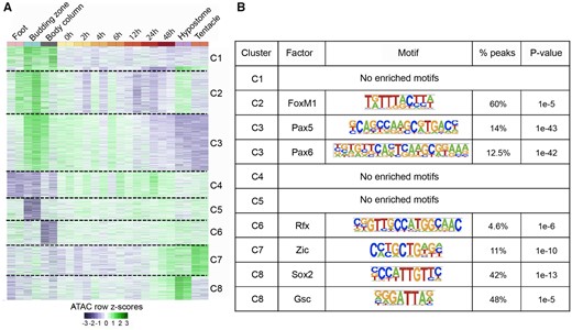 Dynamics and motif analysis of 2,870 DA peaks. (A) Normalized reads per million (RPM) values for the 2,870 DA peaks were converted to row z scores and k-means clustered into eight clusters based on the observed number of clusters when hierarchically clustered. (B) Transcription factor-binding motifs enriched in open chromatin regions of each cluster in figure 5A.