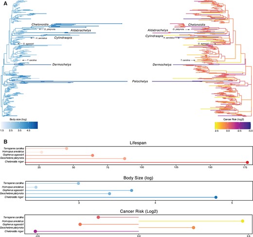 Convergent evolution of large-bodied, cancer-resistant turtles. (A) Turtle phylogeny with branch lengths and colors scaled by log2 change in carapace length as a proxy for body size (left) and estimated intrinsic cancer risk (right). Clades and lineages leading to exceptionally large turtles and tortoises are labeled, as are species used in cytotoxic stress assays. (B) Lifespan (upper), body size (middle), and estimated intrinsic cancer risk (lower) of species used in stress assays.