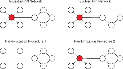 Illustration of ancestral, evolved, and randomized networks. Nodes represent proteins, and edges represent protein–protein interactions. Red nodes indicate essential proteins which cause lethal phenotypes if disrupted by nonsense SNPs, small indels, mobile element insertions, or large deletions. The PPI network of the ancestral bacterial clone is shown at top left. The PPI network of an evolved bacterial clone, in which one protein has been disrupted, is shown at top right. The randomization procedures sample subnetworks of the ancestral PPI network. Each randomized network corresponds to an evolved PPI network: the number of proteins disrupted in the randomized network is fixed to the number disrupted in the corresponding evolved PPI network. The first randomization procedure used in this article (bottom left) samples all protein-coding genes in the ancestral clone for disruption, including those encoding essential proteins. The second randomization procedure used in this article (bottom right) samples protein-coding genes for disruption based on the number of evolved populations that contain disruptions of that gene (see Materials and Methods for further details).