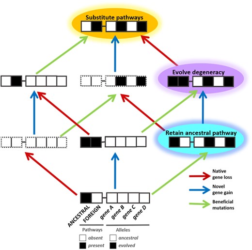 Combined impacts of metabolic gene gain, loss, and beneficial mutation on competitive fitness. For a given process, required and redundant genes can be gained and lost, and additional mutations that improve fitness can be acquired and selected. In this diagram, each string of boxes represents a single genotype possessing different combinations of pathways and alleles. The genotypes are separated from their nearest neighbors by single genetic changes such as mutation, gene gain, or gene loss. The left two boxes for each genotype depict the presence or absence of either of two degenerate pathways for a metabolic process of interest. The four boxes to the right for each genotype describe the allelic state of additional genes, which could encode products directly involved in one of the pathways under examination, or be separate and/or located elsewhere in the genome. Epistasis, both in terms of sign and magnitude, can emerge between ancestral, evolved, and newly acquired alleles. Presence or absence of pathways or alleles is indicated by filled or empty boxes, respectively. Boxes bordered by broken lines indicate genotypes that are nonviable under the selective condition examined, due to the absence of any metabolic pathway for the required metabolic process (e.g., methylotrophic metabolism).