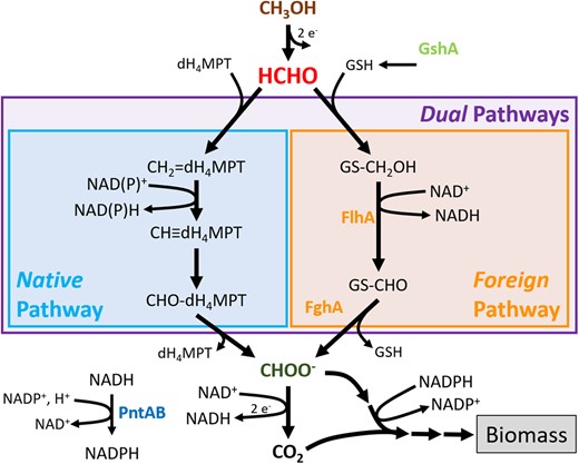 Formaldehyde oxidation pathways used in this study. The “Native” pathway for formaldehyde oxidation normally found in Methylorubrum extorquens AM1 is the dH4MPT-dependent branch displayed. Alternatively, genes encoding the “Foreign” degenerate GSH-dependent pathway from Paracoccus denitrificans were cloned onto plasmid pCM410 and moved into M. extorquens. “Dual” pathway strains have degeneracy, as they possess both of these unrelated pathways. The alternative pathways conjugate the formaldehyde intermediate to dH4MPT or GSH cofactors, respectively, and oxidize the single carbon through a series of reactions to formate. Formate represents the important metabolic branchpoint between respiration and incorporation into biomass. The Foreign pathway utilizes only the NAD+ cofactor, whereas the Native pathway can either NAD+ or NADP+. Methanol, formaldehyde, and formate are colored with brown, red, and dark green text, respectively, for emphasis. Mutations impacting the products of fghA/flhA, gshA, and pntAB genes are similarly emphasized with colored text.