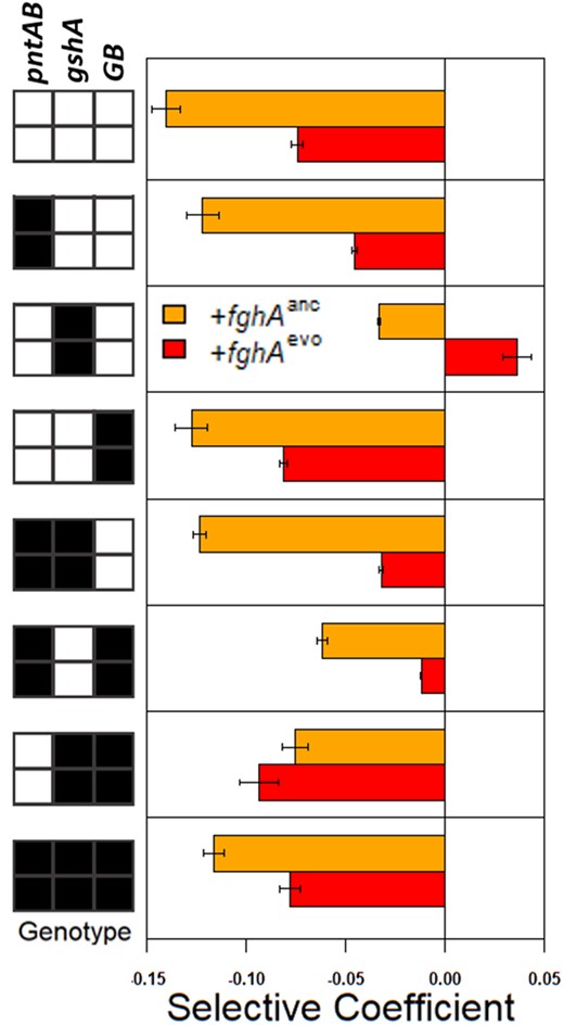 Comparison of selection coefficients for inheriting the GSH pathway plasmid by Native pathway strains. The bars are color-coded by which focal fghA allele is being introduced: fghAanc is in orange and fghAevo is in red. The specific genotypic background that the mutation is introduced into is indicated in the key on the left. Ancestral alleles (“0”) are coded in white, evolved alleles (“1”) are coded in black. Error bars represent 95% confidence interval estimates.