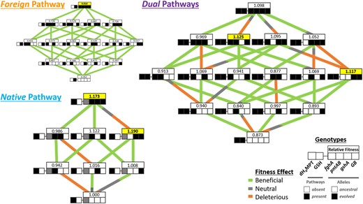 Fitness landscape for genotypes of all pathway backgrounds. (A) All Foreign strains were competed pairwise with the reference strain CM1232 (genotype “01-0000”). (B) Dual and (C) Native strains were competed pairwise with the reference strain CM1176 (genotype “10-x000”). For more information on strains, see supplementary table S1, Supplementary Material online. Three major subsections of the landscape exist: (A) the Foreign pathway strains that contain only the GSH pathway, (B) the Dual pathway strains that contain both the Native pathway and the Foreign GSH pathway, and (C) Native pathway strains that contain only the dH4MPT pathway. In the diagram, each row of boxes depicts a single strain genotype, with the genotype of the focal alleles represented by the coloration pattern of the boxes. The leftmost box represents the pathway background of a given genotype and the right four boxes depict the four focal alleles (from left to right: fghA, pntAB, gshA, and GB) in either their ancestral (white) or evolved (black) states. The fghA box for the Native pathway strains is grayed out because the allele is absent in these genotypes. The lines connecting genotypes represent the transitions between mutational neighbors and are color-coded by their net effect based upon probabilities from empirical fitness distributions: beneficial in green, deleterious in orange, and neutral in gray (also see supplementary fig. S7, Supplementary Material online, for more detailed descriptions).
