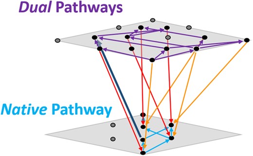 Combined conceptual fitness landscape schematic depicting accessible paths within and between (by gene acquisition or loss) Native and Dual landscapes. Each plane represents one of the sublandscapes, and the dots upon the plane represent the constituent genotypes. Because there are fewer Native genotypes viable for methylotrophic growth, there are correspondingly fewer dots present. The dots at the lower corner of each plane correspond to the basal genotypes in the landscape that has no additional evolved focal alleles. Arrows indicate the direction favored by selection. Purple arrows indicate selectively favored transitions among the Dual landscape, and cyan arrows indicate selectively favored transitions on the Native landscape. Orange and red arrows indicate selection favoring loss of degenerate pathway plasmid (bearing the fghAanc and fghAevo alleles, respectively), whereas the dark blue arrow indicates selection favoring plasmid retention.