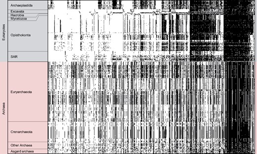 PAP of all 867 EPCs with archaeal contribution among the investigated 150 eukaryotes, 214 archaea and 12 asgard archaea. The protein families were sorted by their distribution among six eukaryotic supergroups (SAR; Stramenopila, Alveolata, Rhizaria), their presence is indicated in black along the X axis. The group of “Other Archaea” comprised all archaeal groups within our database that have less than 15 members. The distribution of these EPCs among the asgard archaea does not reveal a particular pattern such as that seen for the other archaeal groups, demonstrating their large genetic differences.