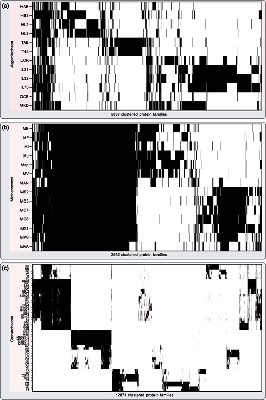 Archaeal protein family distributions. (a) Distribution of all 5,837 calculated asgard archaeal protein families among the investigated asgard archaea. The protein families were obtained by globally comparing all asgard archaeal protein sequences in a pairwise all-versus-all Diamond BLASTp approach including subsequent clustering via MCL. The result was sorted via hierarchical clustering along the X axis. The vast majority of protein families is not shared among all asgard archaea but they are rather specific to the individual taxon. Candidatus Prometheoarchaeon syntrophicum MK-D1 shares the highest number of its protein families with members of the Lokiarchaeota. (b) For comparison, we calculated protein families for 14 members of the class Methanococci in the same manner, generating a total of 2,592 protein families. Hierarchical clustering revealed a striking difference in protein families shared between members within the two clusterings, underlining the investigated asgard archaea’s diversity among each other. (c) On the contrary, clustering of 52 members of the crenarchaeota, a highly diverse taxonomic group, results in 12,871 protein families. The matrix was sorted along the X and Y axis via hierarchical clustering. All Abbreviations used are listed in supplementary table 6, Supplementary Material online.