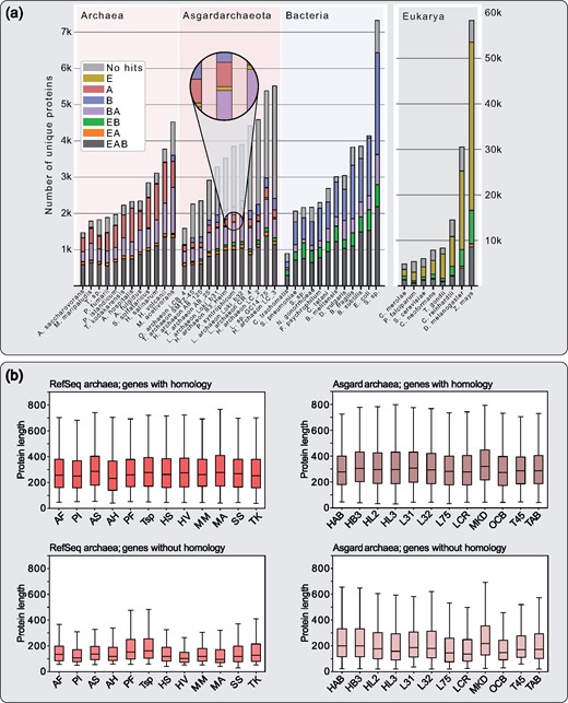 Distribution of protein homologs and length comparison of archaeal genes with and without homology. (a) BLAST analysis comparing the proteomes of known archaea and bacteria as well as the twelve investigated asgard archaea. Sequences were blasted against a prokaryotic database comprising 5,655 prokaryotic genomes (including the 1,000 bacteria and 212 of the archaea which were used for protein family calculation) and a eukaryotic database comprised of 150 genomes. For each organism, we quantified the number of sequences with subjects among eukaryotes, bacteria or archaea only, or any combination of these three. To counter possible biases in database composition, hits from the same genus were excluded. The close up highlights one exemplary case of asgard archaeal proteins with hits only in eukaryotes (hence mustard colored), which represent the asgard archaeal-unique contribution to eukaryotic protein families. E, eukaryotes; A, archaea; B, bacteria; AB, archaea-bacteria, etc. (b) For proteins with- or without database hits, protein length distributions are shown as box and whiskers plots. This reveals a noticeable difference in protein lengths of sequences without database hits from only the asgard archaea compared with their sequences with database hits, and in comparison, to those of RefSeq archaea. P values of FDR-corrected, pairwise double-sided Kolmogorov–Smirnov tests in supplementary table 7, Supplementary Material online. All used abbreviations are listed in supplementary table 6, Supplementary Material online.