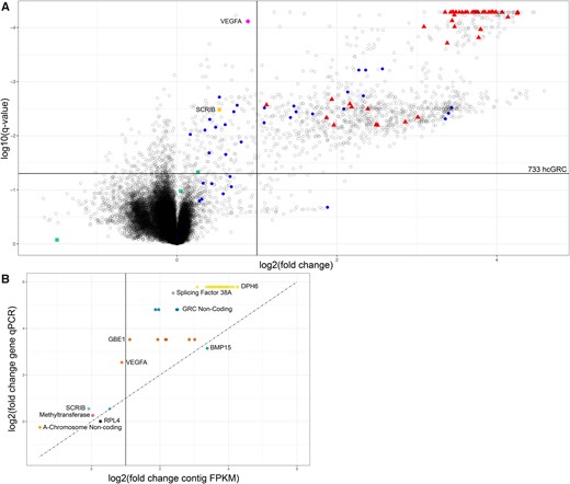(A) Volcano plot of fragments per kilobase per million reads mapped (FPKM) fold change comparing testis (n = 4) and somatic (n = 4) data sets. The vertical line represents a fold change of 2, the horizontal line represents a q-value of 0.05. Unknown contigs are represented by empty, black, opaque (alpha = 0.25) circles; contigs validated in this study by qPCR are represented by red triangles; 36 contigs identified as GRC from Kinsella et al. are represented by blue circles. The contig identified as GRC from Kinsella et al. and validated in this study (vascular endothelial growth factor A, VEGFA) is a pink diamond whereas the scribble planar cell polarity protein, SCRIB contig, not predicted to be GRC in our analysis, is a yellow square; negative control contigs are represented by green squares. (B) Comparison of fold change of gene in genomic qPCR (testis/liver DNA) versus fold change of contig FPKM derived by comparative coverage analysis. The dotted line represents the 1:1 line. The solid horizontal line represents a 2-fold change in FPKM. Note, for most qPCR targets there are multiple contigs yielding FPKM values because of the repetitive nature of the GRC. Diphthine-ammonia ligase (DPH6) is represented in yellow, splicing factor 38A in gray, GRC noncoding sequence in navy blue, 1,4-alpha-glucan branching enzyme (GBE1) in red, bone morphogenetic protein 15 (BMP15) in green, vascular endothelial growth factor A (VEGFA) in orange, scribble planar cell polarity protein (SCRIB) in light blue, methyltransferase in pink, ribosomal protein L4 in black and A-chromosome noncoding sequence in light orange.