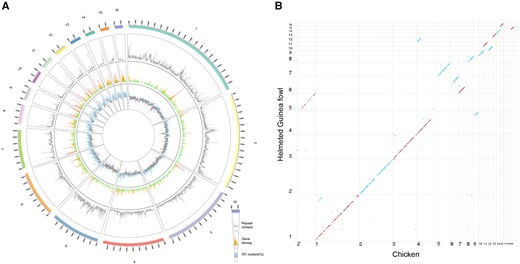 Genome architecture of the HGFv1 assembly. (A) Circos plot of HGFv1 assembly, repeat content, gene density, and GC content (%). The 1–16 scaffolds, representing 90% of the total length of 1,127 scaffolds, are shown as the outermost tracks. The repeat content is indicated by the gray line. Regions within the gene density of more than ten genes are shown as red spikes, whereas those with five to ten genes are indicated by orange spikes. Green spikes represent regions with fewer than five genes. Regions of the genome with GC content higher than average (37.54%) are shown in light blue. All data were plotted in 100-kb windows. (B) Dot plots showing synteny between the HGFv1 assembly and chicken reference genome GRCg6a (GCA_000002315.5). The sky-blue dots represent the accordant alignments, whereas the firebrick dots are reverse adjustments.