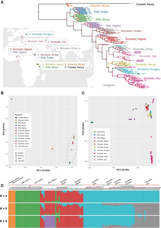Geographic distribution, phylogeny, and population structure. (A) Geographic distribution of guinea fowl samples showing on the world map (downloaded from http://bzdt.ch.mnr.gov.cn). Phylogenetic tree of 89 domestic HGF, 34 wild HGF, and 6 wild relatives (as the outgroup) constructed using 8,662,417 SNPs with FastTree. The red solid dots indicate nodes with more than 85% of 100 bootstraps. (B) PCA for HGF and the outgroup based on 8,662,417 biallelic SNPs. (C) PCA for HGF without the outgroup based on 4,695,945 SNPs, because the SNPs only in the outgroup were excluded. (D) Model-based clustering analysis with K = 4, 5, and 6. The lowest cross-validation error value was observed when K = 5.