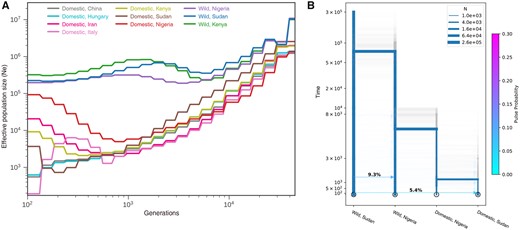 Inference of demographic history. (A) The effective population changes through the time estimated by using SMC++. (B) The demographic model inferred with momi2.