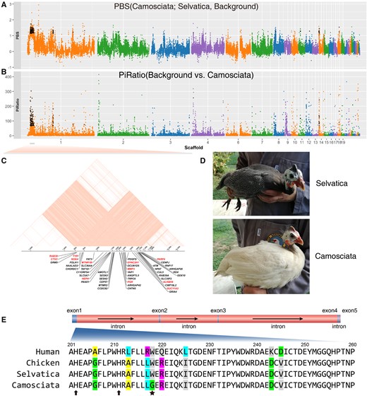 Scan of selective signals in the domestic Italian breed Camosciata. (A) The PBS statistic was constructed using the breed Camosciata as target, the breed Selvatica as control and the grouped wild HGF background. (B) The Pi-Ratio was calculated from the ratio of nucleotide diversity for the grouped wild HGF background to that for the breed Camosciata. All dots represent the sliding window of 10 kb with 10 kb step size. The windows with values over top 1% quantile for both two statistics were overlapped to identify selective genes which were noted with cross labels. (C) The genes located in the LD block of scaffold 1:7,845,520–17,375,296. The selective genes were in red. (D) The Camosciata breed with cream white plumage (mutation) and the Selvatica breed with wild plumage type. The Camosciata was selected from a small breeding flock originated in France and brought to Italy in 1922 and differs from the solid white variety due to the pigmented skin of the neck and the visible white spotting of the plumage absent in the solid white birds. The photos were taken at Az. Agricola E. Oggioni in Italy and provided by Maria Giuseppina Strillacci and Erica Gorla. (E) The mutation p.Trp218Gly in exon 1 of TYR gene. The alignment of protein sequences was shown. This mutation was indicated by star label. The neighboring histidine residues which were essential for TYR function via binding to copper ions were noted with arrows.