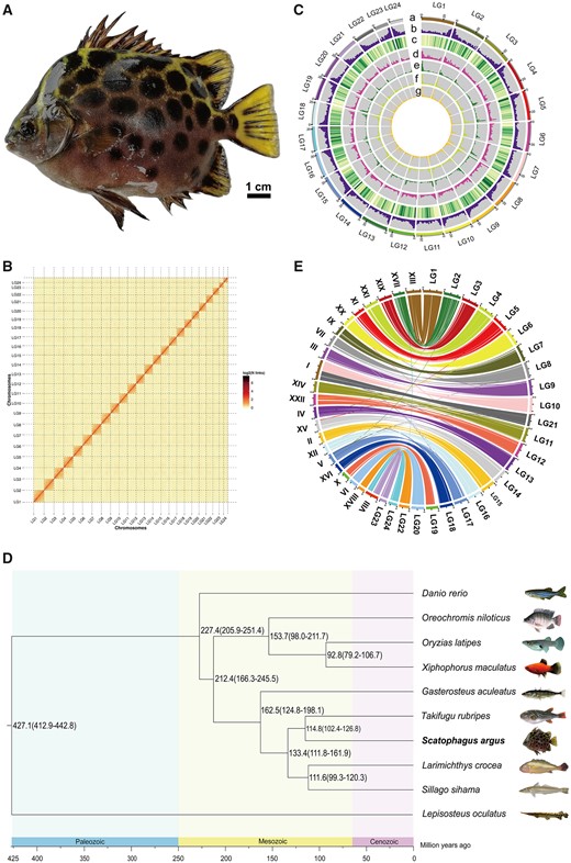 Characteristics of spotted scat genome assembly. (A) A spotted scat (Scatophagus argus). (B) Spotted scat genome contig contact matrix using Hi-C data. LGs 1–24 are the abbreviations of Lachesis group 1–24, representing the 24 chromosomes. The color bar illuminates the logarithm of the contact density from red (high) to white (low) in the plot. Only sequences anchored on chromosomes are shown. (C) Features of spotted scat genome. (a) Chromosome length; (b) GC content; (c) gene density; (d) repeat sequence; (e) long terminal repeated (LTE); (f) long interspersed nuclear elements (LINE); and (g) simple sequence repeat (SSR). (D) Phylogenetic tree of 10 teleost species genomes, which was constructed using 3,473 single-copy orthologous genes. Divergence times of spotted gar and yellow crocker, zebrafish and Japanese puffer, Japanese medaka and three-spined stickleback, yellow crocker and Japanese puffer from the TimeTree database were used for calibration. The numbers on the branches indicate the estimated diverge times in millions of years ago. (E) Genome comparison between spotted scat and Japanese puffer. Each colored arc represents the best match between the two species. LG1–24 represents chromosomes 1–24 of the spotted scat genome, and roman numerals represent chromosomes 1–22 of the Japanese puffer genome.