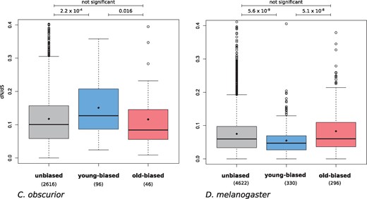 Evolutionary rates (dN/dS) in genes with unbiased expression, young-biased, and old-biased expression in C. obscurior queens and D. melanogaster adult females. Significance was tested with Mann–Whitney U test.