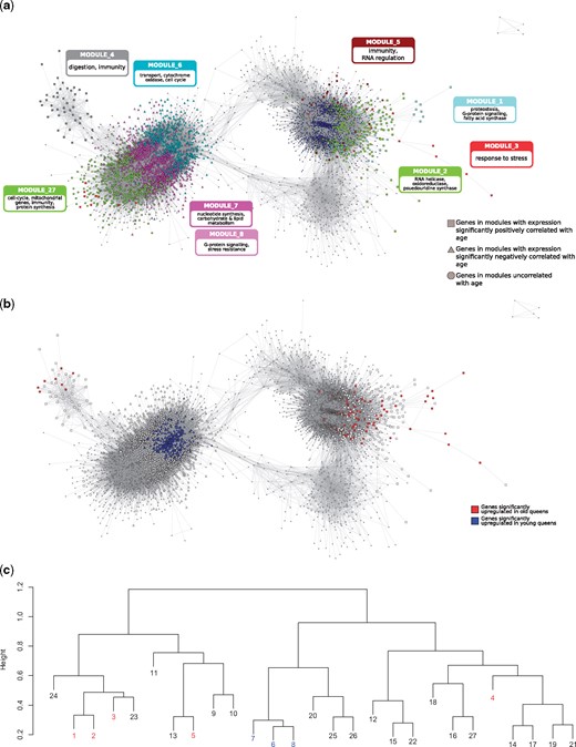 Gene coexpression network. (a and b) Graphical representation of the GCN, containing only the most strongly connected genes (n = 5442). In (a) genes are colored according to the modules to which they belong. The main enriched functions (based on hubs and GO terms) of the nine discussed modules are labeled (see text for more details). In (b) genes are colored according to their differential expression; red: overexpressed in old queens; blue: overexpressed in young queens; white: not differentially expressed. In both representations, genes in modules significantly related to old queen expression are depicted as squares, and those significantly related to young queens are triangles; all other genes are represented by circles. (c) Clustering dendogram of modules; height represents dissimilarity based on topological overlap. Modules significantly related to age are highlighted in red (positive correlation) and blue (negative correlation).