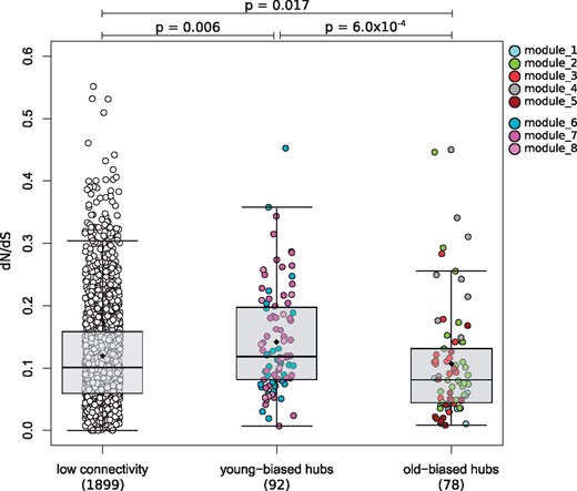 dN/dS rates in hub genes within young- and old-biased modules compared with lowly connected genes. Each dot represents a gene, which are colored by the module membership. Whiskers of the boxplots represent up to 1.5 times the interquartile range. Black diamonds are means, and horizontal bars within the boxes are medians. Hub genes have an intraconnectivity > 50%; lowly connected: <50%.