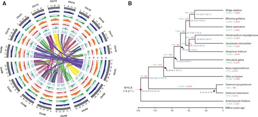 Features of the J. mimosifolia genome (A) and phylogeny and gene family evolution of J. mimosifolia (B). (A) Genome features in nonoverlapping windows of 500 Kb across the J. mimosifolia genome. Tracks from outside to inside are as follows: (a) GC content, (b) gene density, (c) repeat density, (d) LTR/Gypsy density, (e) LTR/Copia density, and (f) density of collinear blocks between J. mimosifolia and H. impetiginosus. (B) A species tree on the basis of 194 single-copy orthogroups from 12 plant species. Gene family expansion and contraction are denoted in green and red numbers, respectively. Numbers on nodes represent the inferred divergence times with 95% confidence intervals. Red dots represent the calibration time of A. thaliana–S. tuberosum divergence.
