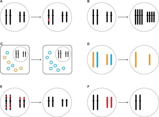 The diversity of within-individual genome variation. The patterns to the left of each arrow reflect the individual’s genome as inherited from the parental generation and to be transmitted to the offspring (“germline”), whereas the patterns to the right of each arrow illustrate genome variation in some cells or nuclei of the individual (“soma”), although further variation may exist within germline and soma, respectively. (A) Somatic variation (red) generated by somatic mutation or somatic recombination. (B) Somatic variation generated by ploidy change. (C) Within-individual mitochondrial heteroplasmy (orange vs. blue). (D) Uniparental genome elimination of either maternal or paternal chromosomes (orange vs. blue). (E) Programmed DNA elimination of chromosome fragments (red; also known as programmed genome rearrangement or chromatin diminution) from the somatic genome. (F) Programmed DNA elimination of entire chromosomes (red; e.g., GRCs) from the somatic genome. Shown are schematic illustrations of a karyotype with metacentric chromosomes inside a nucleus (grey circle), though some of these mechanisms may also apply to holocentric chromosomes of eukaryotes or circular chromosomes of prokaryotes. Note that some of these forms of variation may also arise during meiosis, leading to within-germline genome variation.